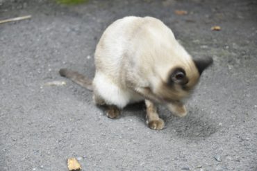 騒がしい誕生日だニャ～